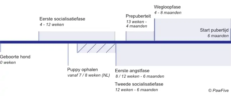 Leeftijdsfases waarmee je puppy in aanraking komt tijdens het opgroeien.