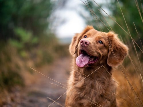 Leerling wrijving Allergisch Wat is denksport voor je hond? | PawFive